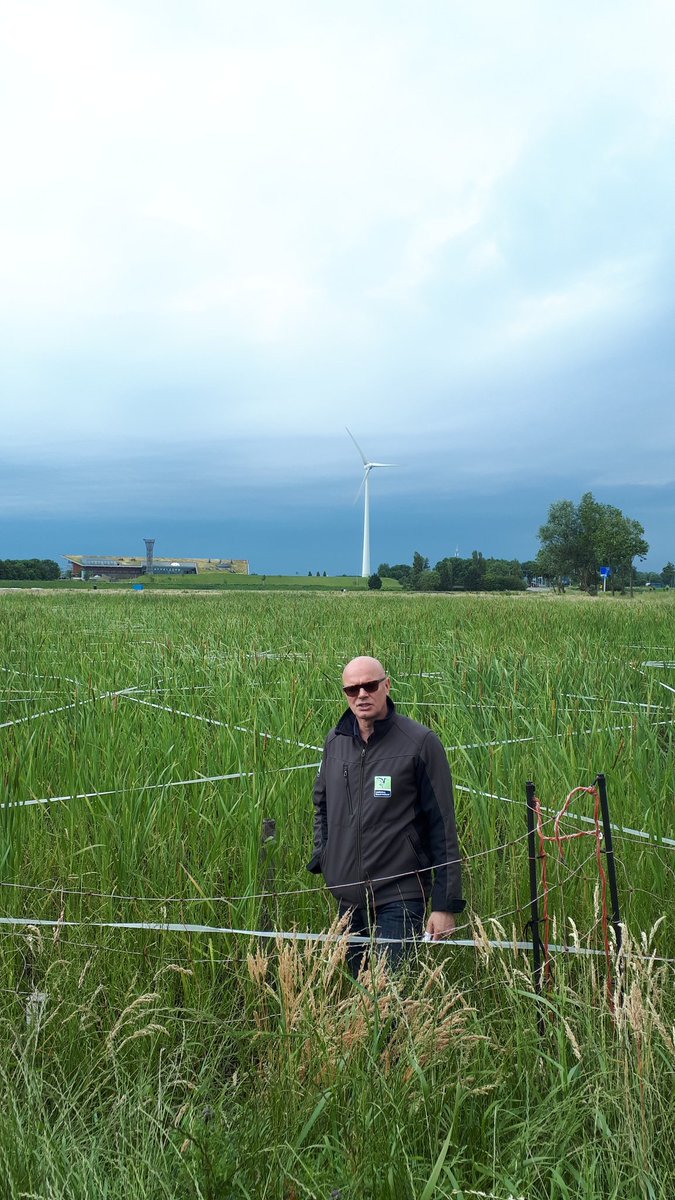 Kansen lisdoddeteelt voor veenweidegebieden. #paludicultuur #WerkbezoekZuiderveen #Uitwerktafel veenweiden #Klimaatakkoord <a href="/RoelvanGerwen/">Roel van Gerwen</a> @landschapnh