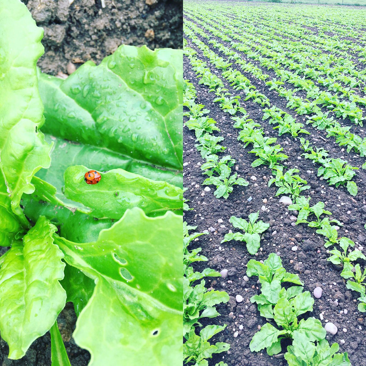 oliver_agronomy's tweet photo. Some cracking beet just waiting for its final herbicide to tidy up the stragglers + #terrasorb foliar plus @agrovistauk #fodderbeet #beneficialinsects https://t.co/CRpR0On9uo