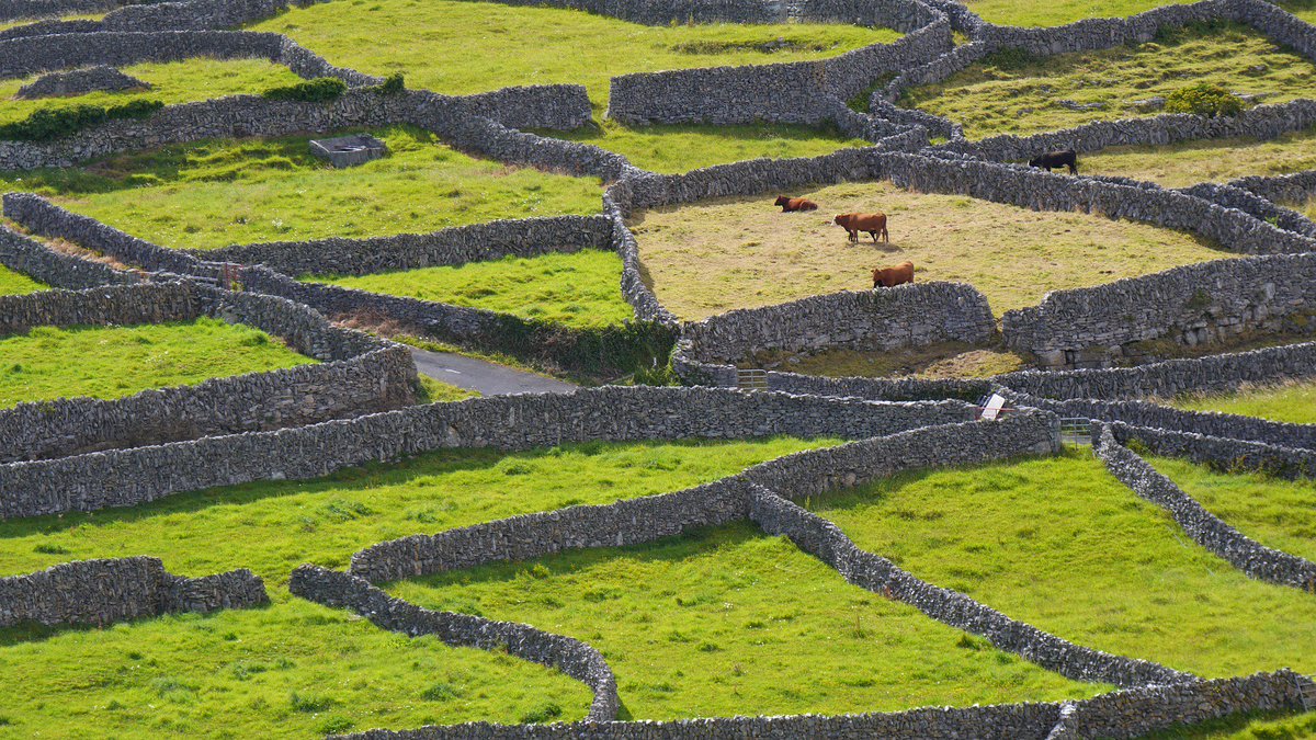 Stone-walled pasture on one of Ireland's Aran islands