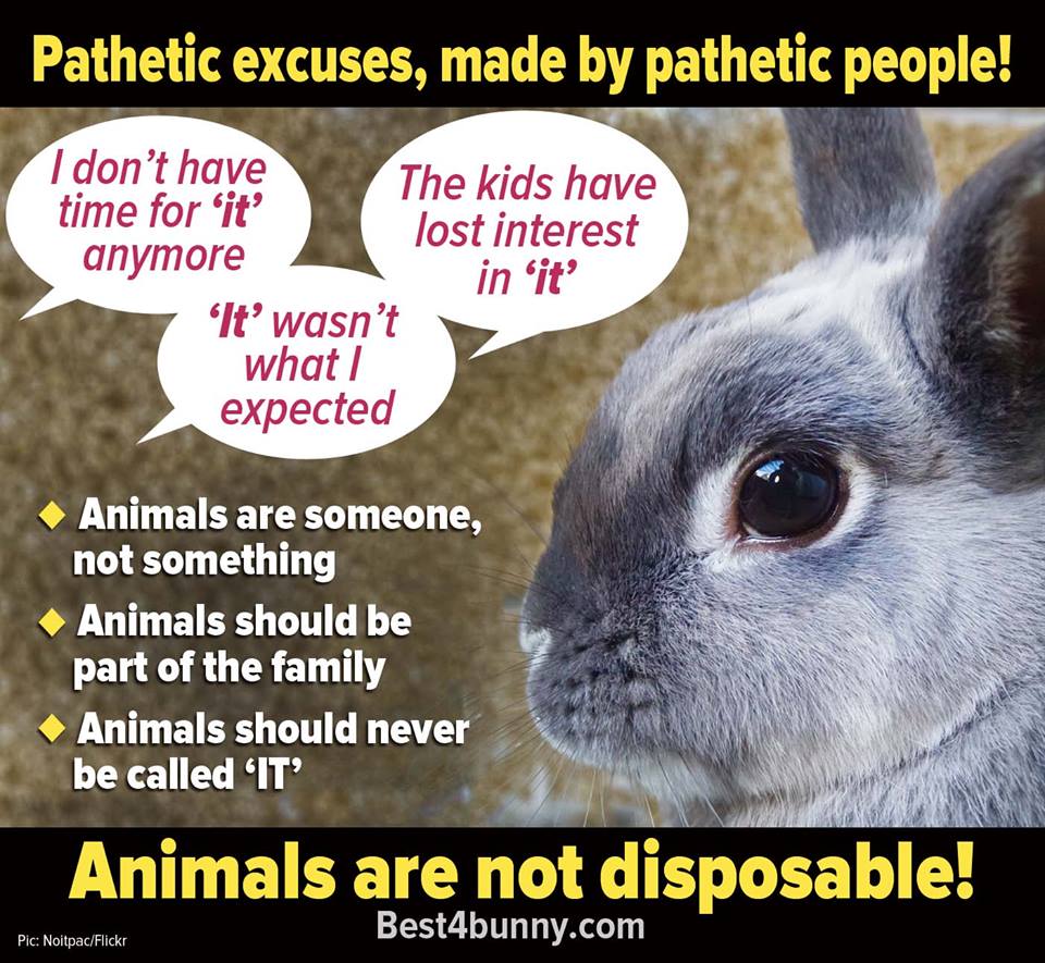 Best4bunny's tweet photo. Animals are not disposable! https://t.co/pN2WjOWDW0