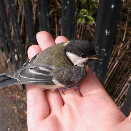 harmlessfires's tweet photo. Found this lost little guy on the road near New Cross this morning, dazed and confused. Managed to carry him to somewhere green and fortunately flew away a few minutes later. https://t.co/OG58We8Wx8