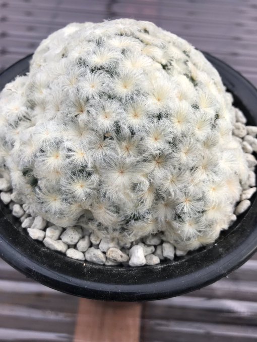 マミラリアのtwitterイラスト検索結果