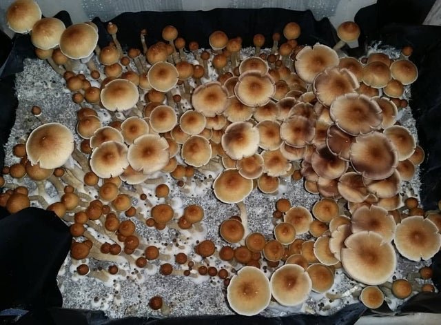 Samfran95294057's tweet photo. am going psycho today

#mycelium #mushrooms #magicmushrooms #mushroomhunting #mothernature #nature #mushroomseason #mushroomsociety #mushroom #mycology #mushrooms #fungusamongus #fungi #fungus #foraging #earthoutdoors #shrooms https://t.co/pp5onCnXQg
