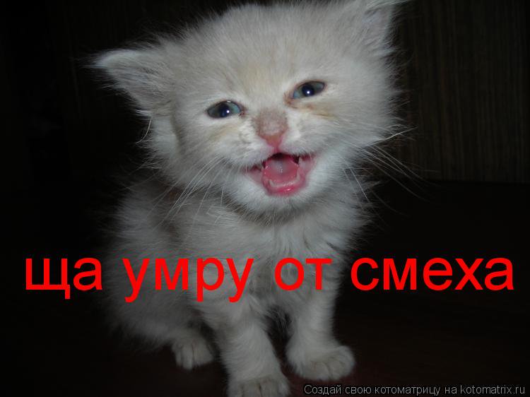 Котики вперед плачет. В три ручья фразеологизм. Рисунок к пословице слезами горю не поможешь. Слезами горю не поможешь. Кот смеется.