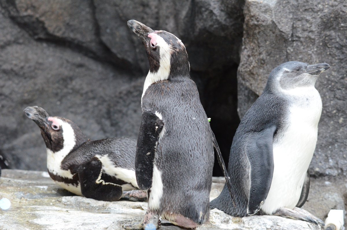 サンシャイン水族館 Twitterissa 草原ペンギンの子供ペンギンたち 4月4日生まれの ケープペンギン はもう立派な亜成鳥のペンギンに成長しました よく親ペンギンと一緒に巣穴前でくつろいでいる姿を見かけます 体重は約2 7kgまで成長しました 大きさは大人の