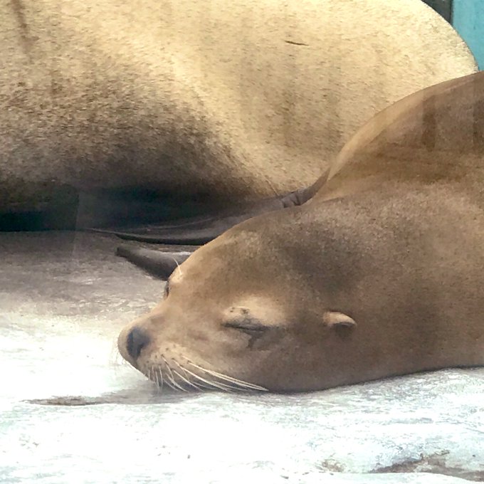 オットセイのtwitterイラスト検索結果 古い順