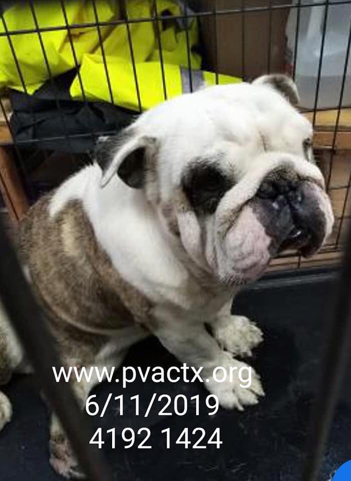 MoishesMom's tweet photo. ๐จ๐๐๐ป This Gorgeous English Bulldog will ๐in #Palm #Valley #Edinburgh #SouthTexas if no1 comes ๐ญ @SNORTRescue @Roadogsrescue Please: Iโm begging youโget this beauty out of this #highkillpound ๐จ๐๐๐ป 2pledge @bvanhool #retweet #foster #adopt #pledge #transport #UrgentBulldog https://t.co/zjHxYPeclX