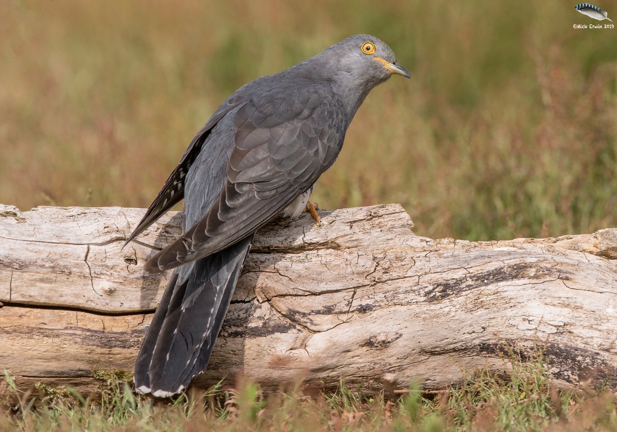 Cuckoo  @WildlifeMag @BBCEarth @Natures_Voice @BBCSpringwatch   #wildlifephotography #uknature #cuckoo