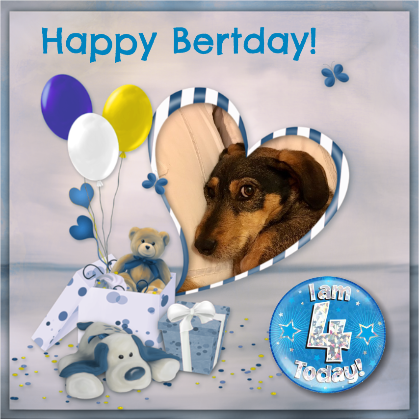 hegivor's tweet photo. @DeDailyBert  Happy Bertday! I hope you're being spoiled. Bonios on demand! https://t.co/GqRKwm7m7J