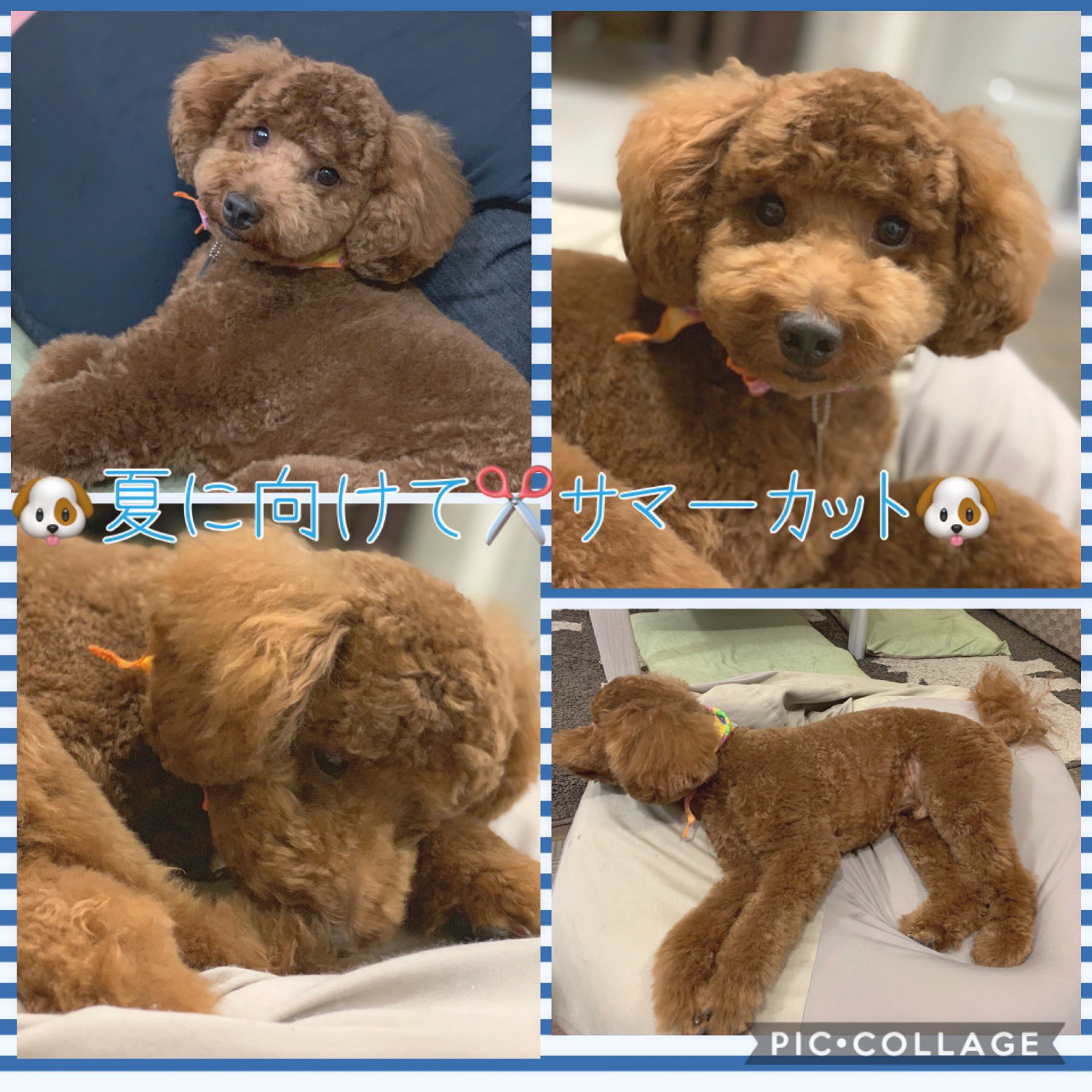 トイプードルサマーカット Twitter Search Twitter