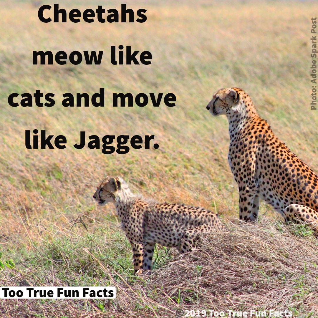 Funny Cheetah Jokes