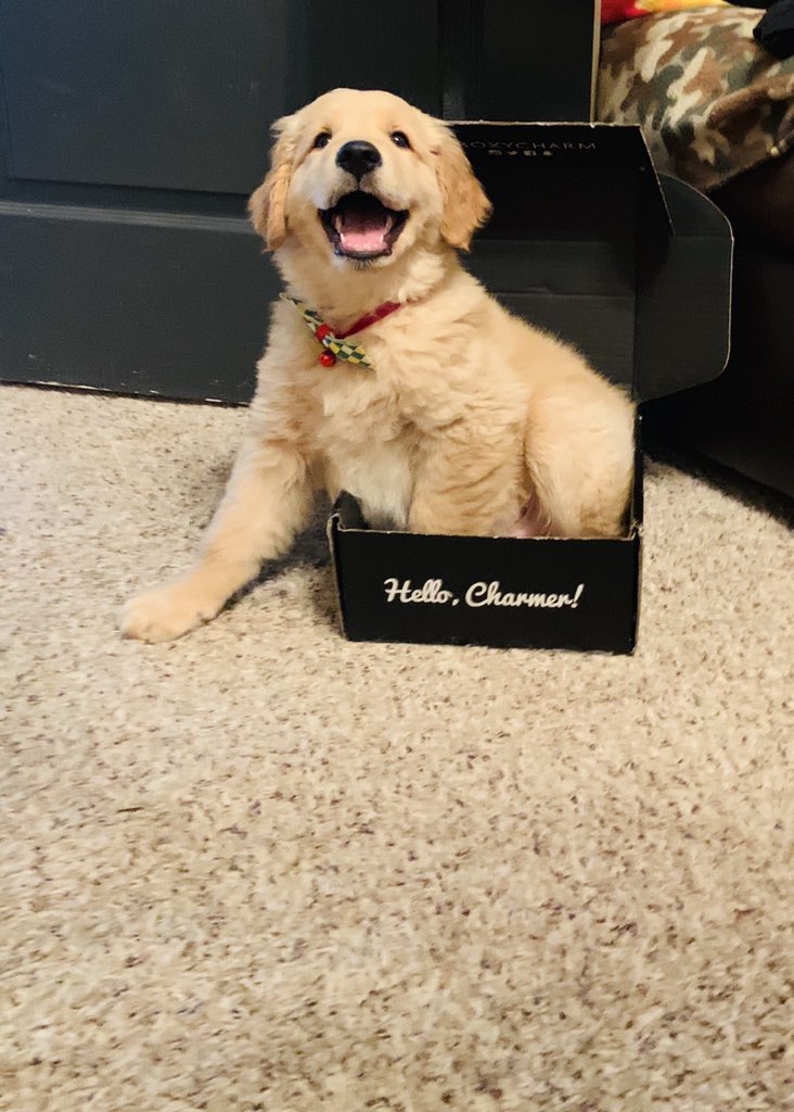 kats_pack14's tweet photo. @boxycharm Hi I’m Norman G my mama loves her boxycharm boxes #boxycharm #BoxyPets https://t.co/JwwANkGUcR