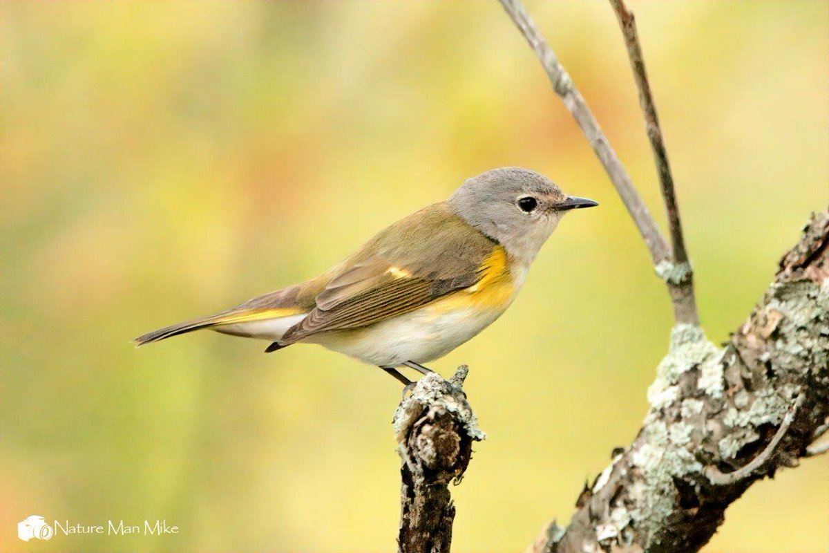 American Redstart (female)
#birdphotography #bird_captures #warblers #birding #birdlovers #naturelovers #birds_illife #birdsofinstagram #planetbirds #americanredstart #wildlifephotography #nature_worldwide_birds #1birdshot #audubontakeover #total_birds #audubonsociety