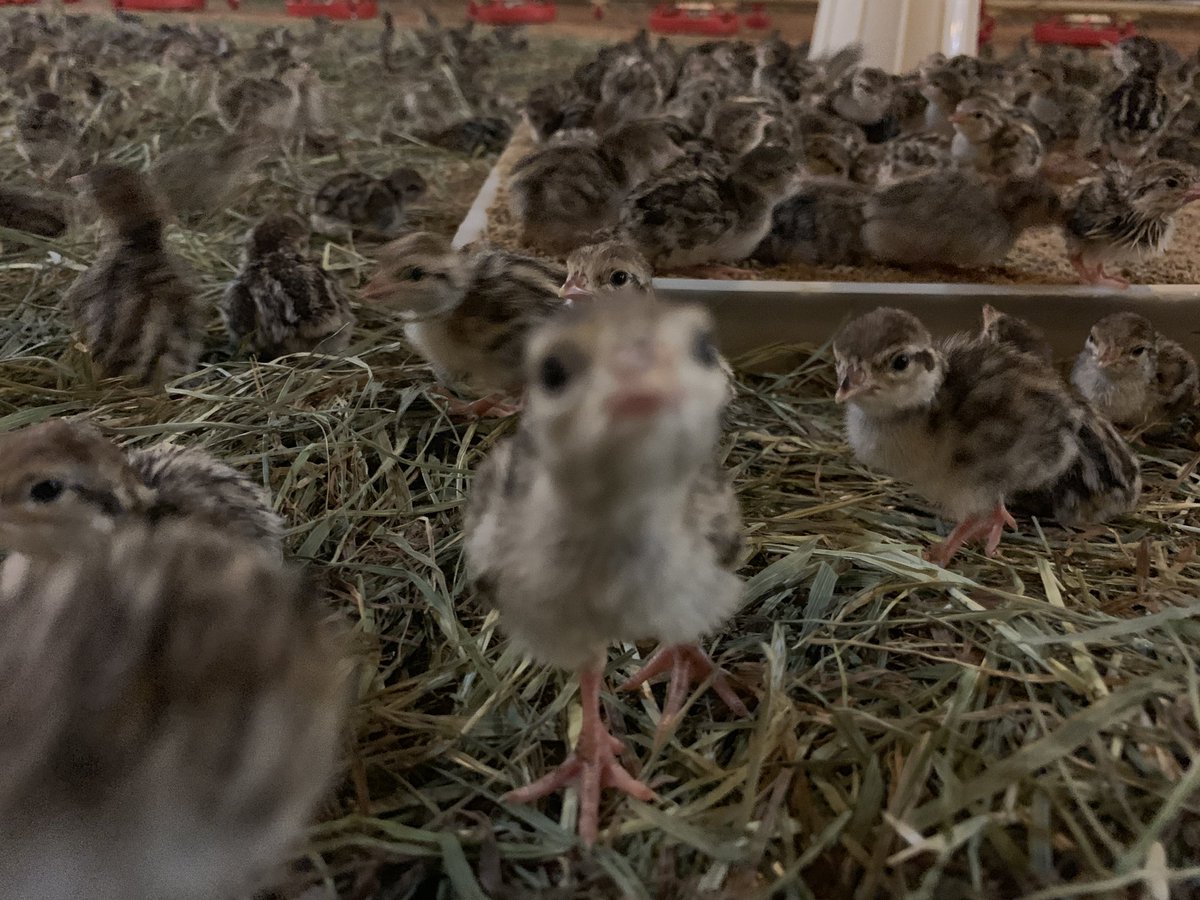 Our first partridge hatch for the year. 24,000 in this barn.