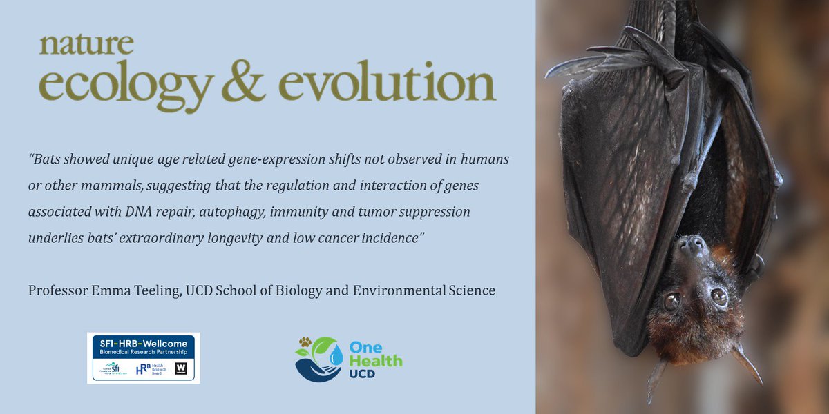 UCD_ISSF tweet media