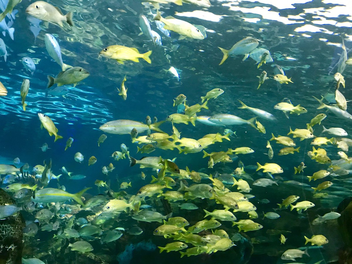 duffclass's tweet photo. Fun times at @RipleysAquaCA with the grade 8s from @LakeSimcoePS! What an amazing place!! https://t.co/uJPY3F4cxD