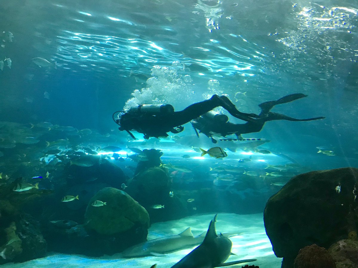 duffclass's tweet photo. Fun times at @RipleysAquaCA with the grade 8s from @LakeSimcoePS! What an amazing place!! https://t.co/uJPY3F4cxD
