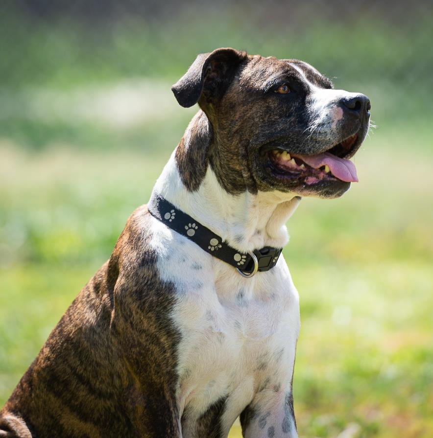 BC_SPCA's tweet photo. Ella is a special girl and is looking for an equally special home. This beautiful lady is an affectionate &amp; loyal companion. She loves the simple things in life like walks &amp; toys. Learn more about her here:  https://t.co/oETvJMv1pz
Branch: #Shuswap #BCSPCA

#AdoptMe #Pittbull https://t.co/X0d7r4NuK2