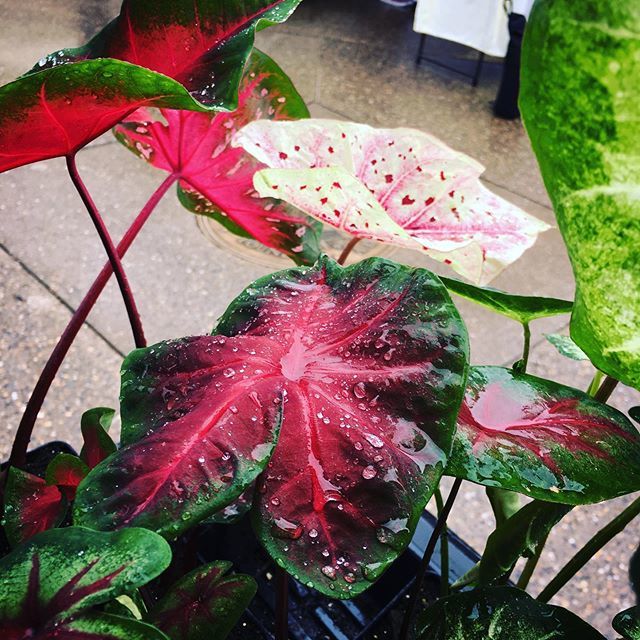 madsjchic's tweet photo. Did I mention I’m in love with my caladiums? Still willing to sell them but I have no idea how people haven’t bought me out. I’m down at #marketsquarefarmersmarket today til 2, $1 off caladiums if you mention Instagram! https://t.co/xLPd3Ciwa3 https://t.co/28GjMiQnam