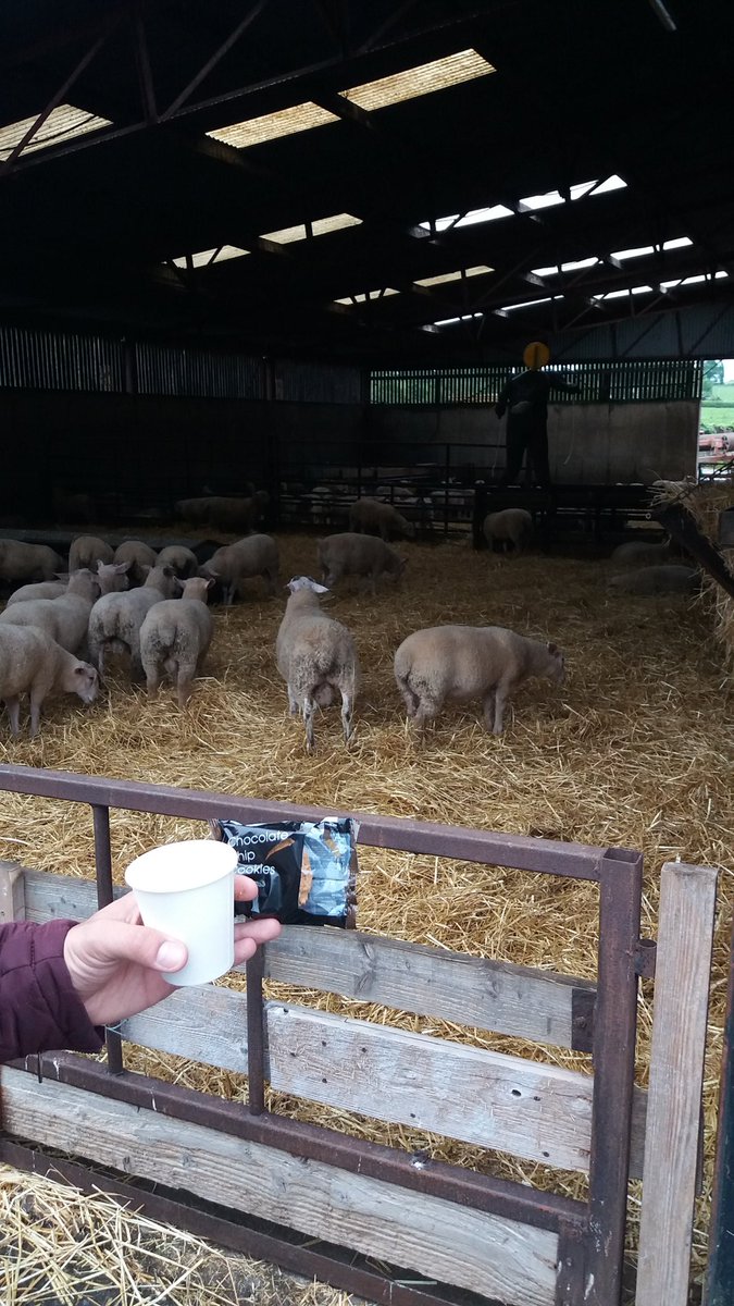 EuroSheepEU's tweet image. Coffee break! 🐑🍵 #sheepnet #break