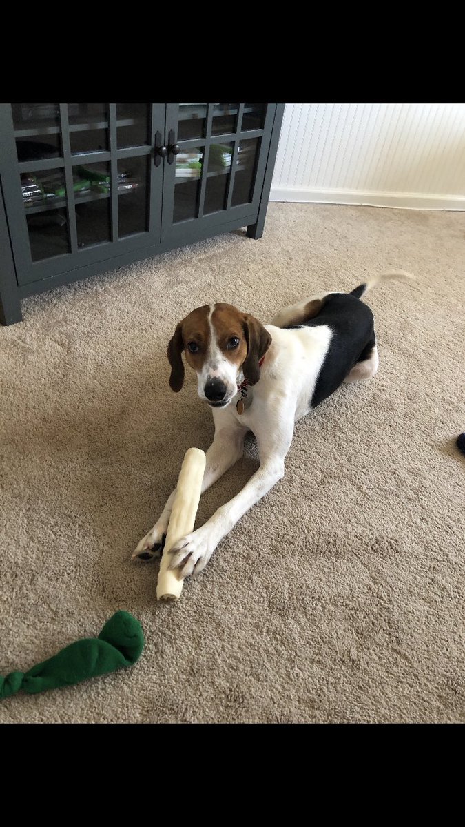 Look at these transformation pics of our boy Marshall.. so glad he trusted us enough to take him in..The first 2 pics are when we first found him.. second two are recently with lots of love and treats! 😍 can’t wait to be home with him!