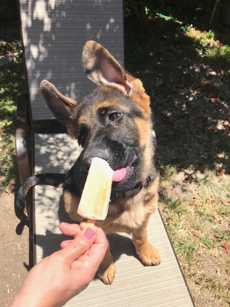 WeRateDogs™ 🏳️‍🌈 (dog_rates) Twitter