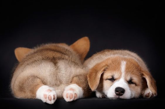 PhilosophyofDog's tweet image. Cutest start to the day ever! Thanks #Barkpost! #DogsofTwitter #DogMom #DogDad #AdoptDontShop #LoveDogs #DogLife #CorgiButt
