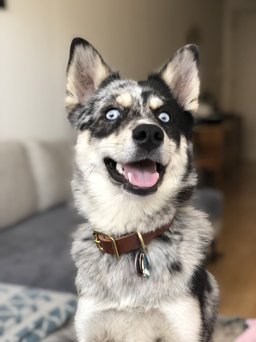 Yesterday this little goofball turned one year old! They grow up so fast don’t they?