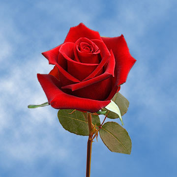 CamilleReporter's tweet photo. Happy National Red Rose Day!
#NationalRedRoseDay https://t.co/vUDqL5nSbR