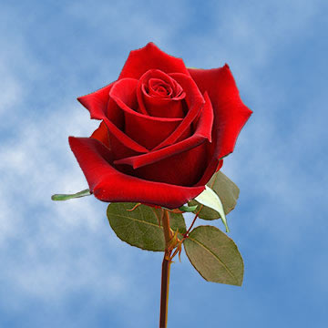 Happy National Red Rose Day! #NationalRedRoseDay