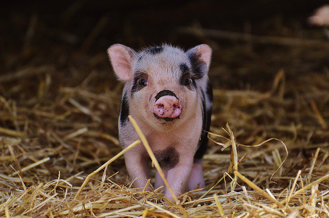 As a word for a young pig, the word PIGLET only dates back to the mid 1800s. Before then, a young pig might be called a HOGLING (14thC), a PORKET (1550s), a HOG-BABE (1600s), or a GRUNTLING (1680s).