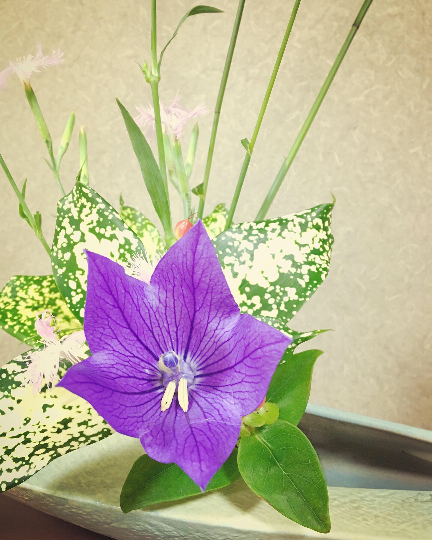 Rucci Yuya O 池坊 自由花 初の自由花です 華道 いけばな 池坊 自由花 ーーーーーーーーー 花材 桔梗 ナデシコ ヒペリカム ゴッドセフィアナ カラスムギ グリーンスケール T Co Abldjgog1y Twitter