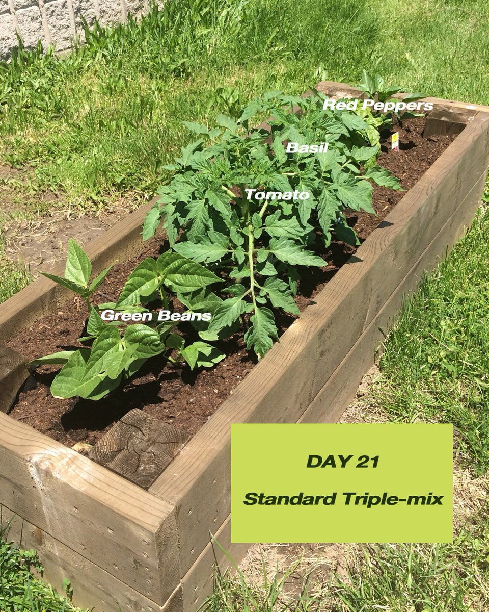 Our garden fertilized with Digestate from a PlanET Anearobic Digester is clearly outperforming the standard triple mix!!