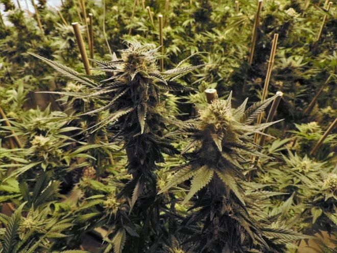 Canntastic1's tweet photo. 5 #Cannabis varieties with discreet aromas - from #Alchimia blog https://t.co/JPm3kEy3Ue #canntastic https://t.co/KNdhRLTHFm