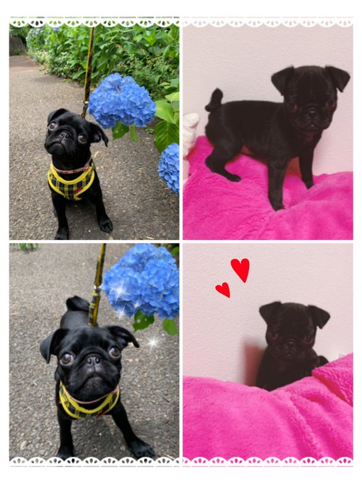 4ヶ月になりました❤️🐶  1キロちょいしかなかった体も、脚も胴も長くなって、階段も登れるようになったよ。お顔もはっきりしてきた♡ ごはんを前にした時の魅力ね。笑  毎日大好き。だいすきだからぎゅーってするんだよって言ってるの。伝わってると嬉しいな。  出逢ってくれてありがとう。 #pug<a href="/tag/pug"class="tags">#pug</a><a href="/tag/%E3%83%91%E3%82%B0"class="tags"><span>#パグ</span></a>