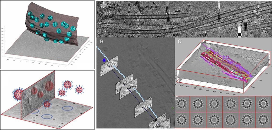 Join us to learn Dynamo tomography processing in Basel, Aug 28-30. We will cover everything from tilt-series alignment to tomogram annotation to sub-tomogram refinement &amp; classification. My favorite part of Dynamo is its extensive modelling capabilities=)
wiki.dynamo.biozentrum.unibas.ch/w/index.php/Ba…
