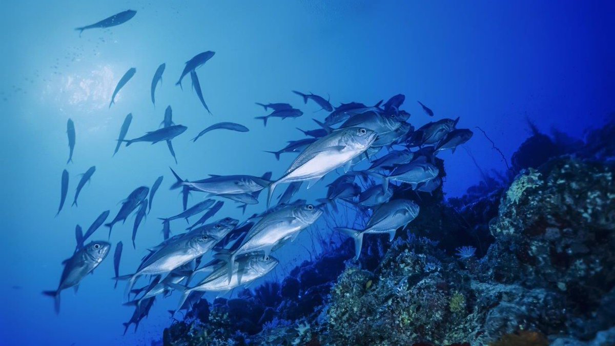 Red Sea Diving with Ultimate Diving - mailchi.mp/d3b819a84a70/r…