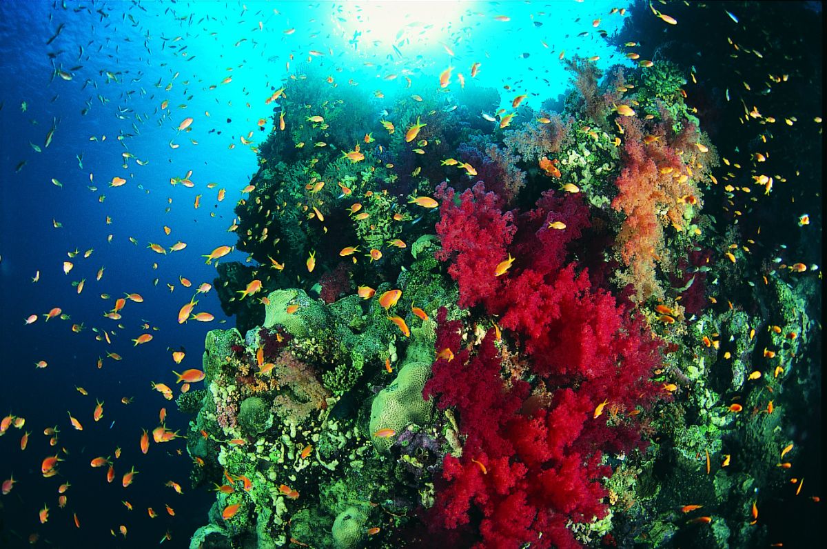 Ultimate Diving tweet media