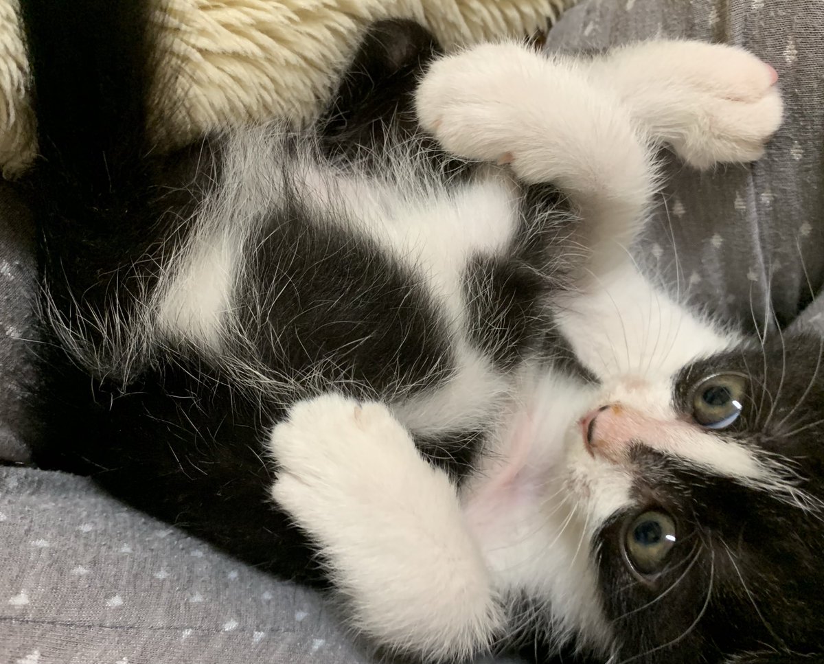 飼い猫さんに腕を貸していたら肉球の跡がくっきり ずっと残しといてほしい うちもニャタンプされる Togetter 飼い猫さんに腕を貸していたら肉球の跡がくっきり ずっと残しといてほしい うちもニャタンプされる Togetter