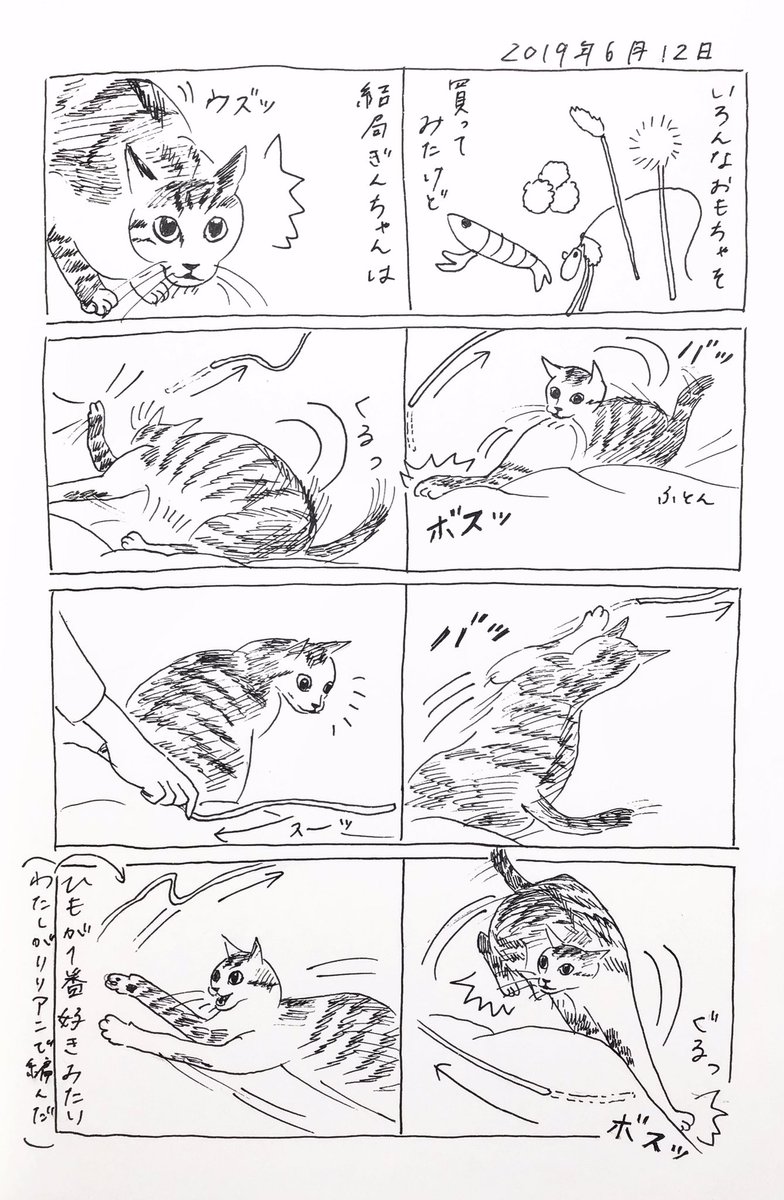 2019/6/12のぎんちゃん  #今日のぎんちゃん 
