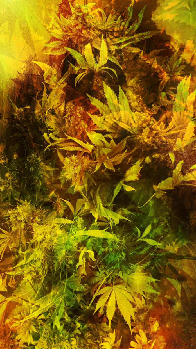 GiaprontaS's tweet photo. #SperiamoNasceFemmina perché anche la cannabis femmina è la migliore!!!
#lacanapaciunisce https://t.co/xfPXAmsGiI