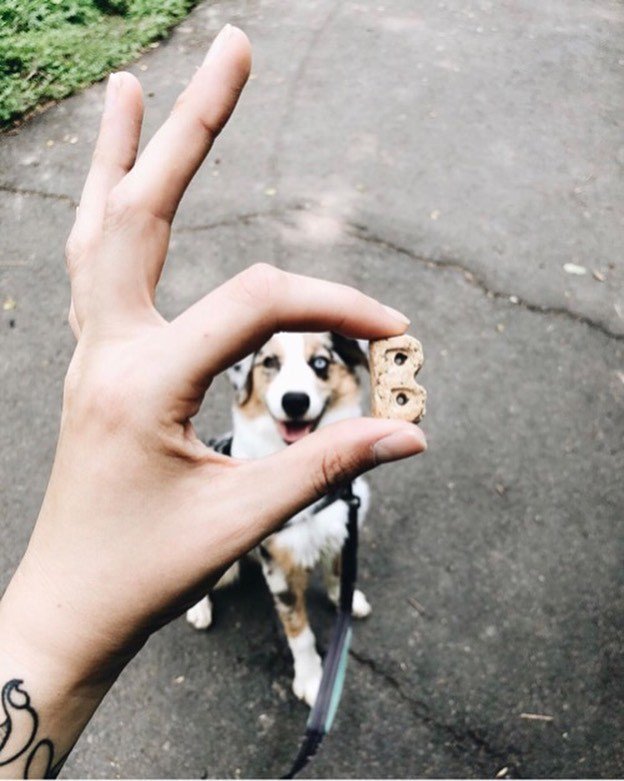 KeystonePet's tweet image. This pup has his eyes on the prize (Bocce's treats, of course!)
@the.great.grizzly @boccesbakery
