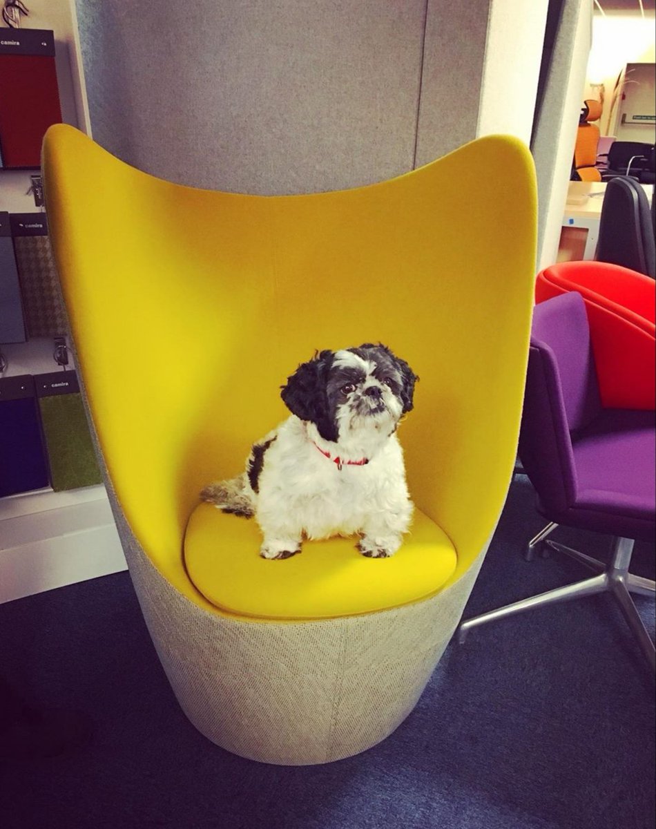 MillarWest's tweet photo. 💛Bailey our super cute and fluffy visitor looks very regal on the gorgeous Dixi winged chair by @Connectiontweet 💛🐶👑https://t.co/9omkycvPsi    #doggydaycare #petsatwork #itsadogslife #goodboy #softfurnishings #officelife #norwich https://t.co/U7gJAJFFlN