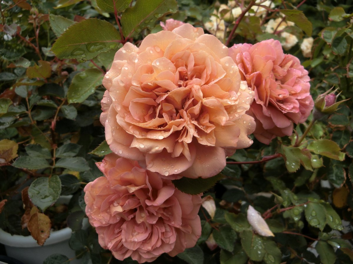 ｍｗｋ子 バラ マロン Fl 咲き始めの茶色からベージュピンク色に変化する ロサオリエンティスのバラ バラ