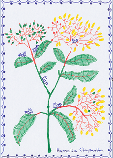 AlbertSnail's tweet photo. My owner Sophie has hand #drawn the below #art #picture of a #large #jumbo #Hamelia #chrysantha with #miniature #baby #rabbit #bunnies having #fun :) x 🐰🐇✨ https://t.co/ViUJ92T8vf