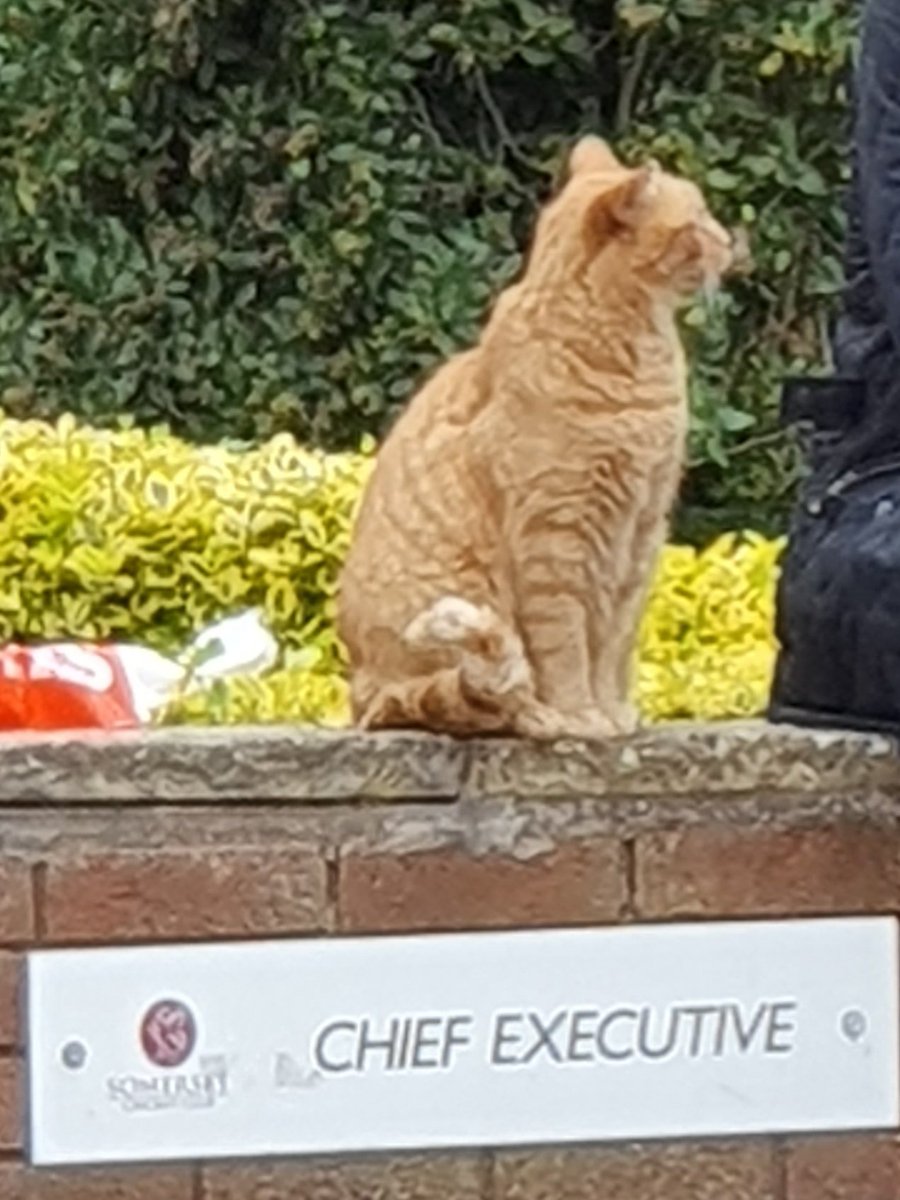 Someone is more interested in the food than the cricket ....#CWC19