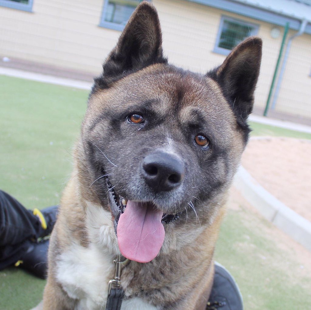 ❤️TYSON❤️
He’s 6 years old and ready to find his forever home now😍

🐶👉 bit.ly/mcrTYSON👈🐶

#adogisforlife #rescuedog #akita #manchester #dogoftheday #rescuedogoftheday #akitaoftheday #akitalovers #adopt #rehome #adoptdontshop #adoptadog #needsahome #adoptme @DogsTrust