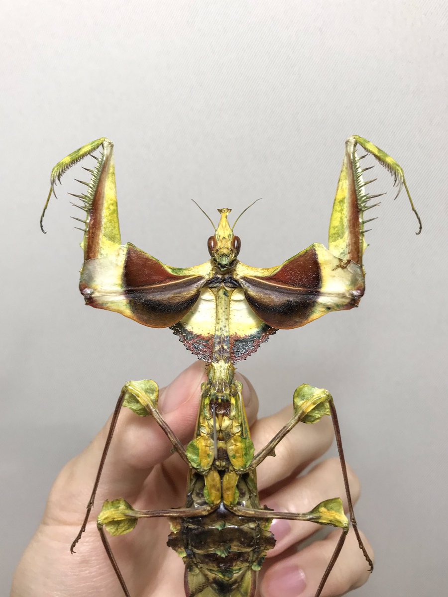 ニセハナマオウカマキリ Idolomantis diabolica 色々凄すぎて言葉が出ない…