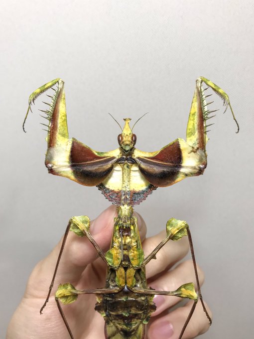 ニセハナマオウカマキリのtwitterイラスト検索結果 ニセハナマオウカマキリのtwitterイラスト検索結果