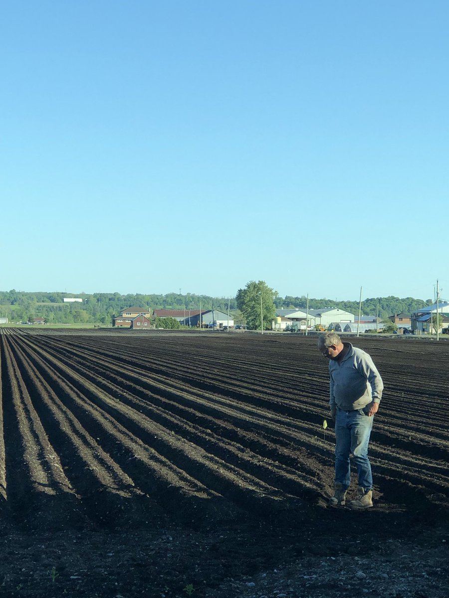 eekfarms's tweet photo. Bill checking one of our fields of #carrots #HollandMarsh #EekFarms #20acres https://t.co/YNOnk8q6wK